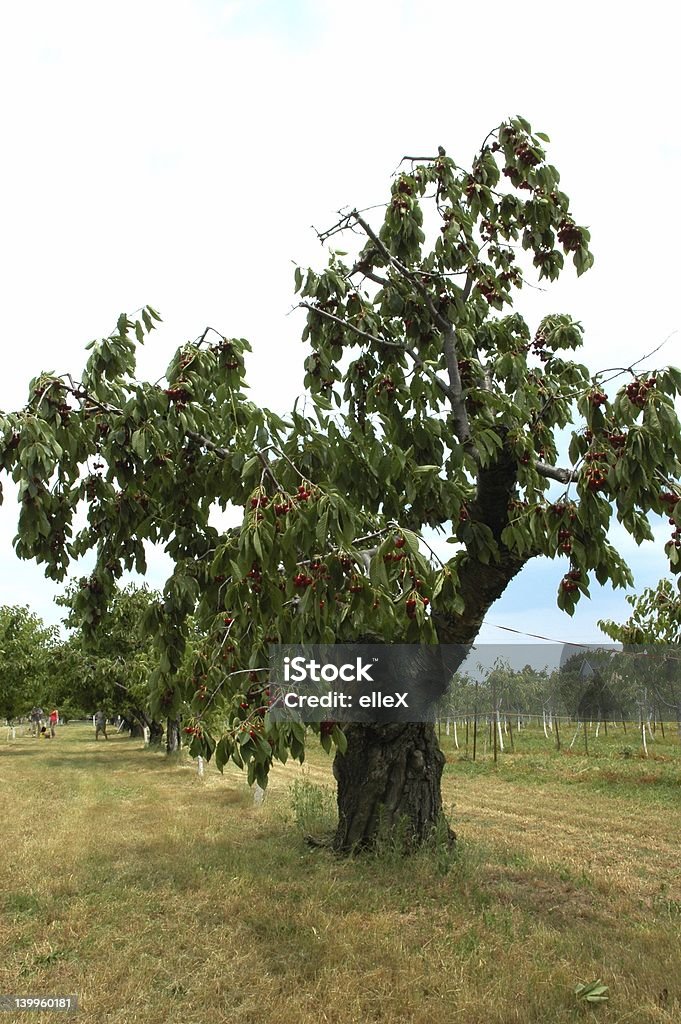 Cerisier Tree - Photo de Cerise libre de droits