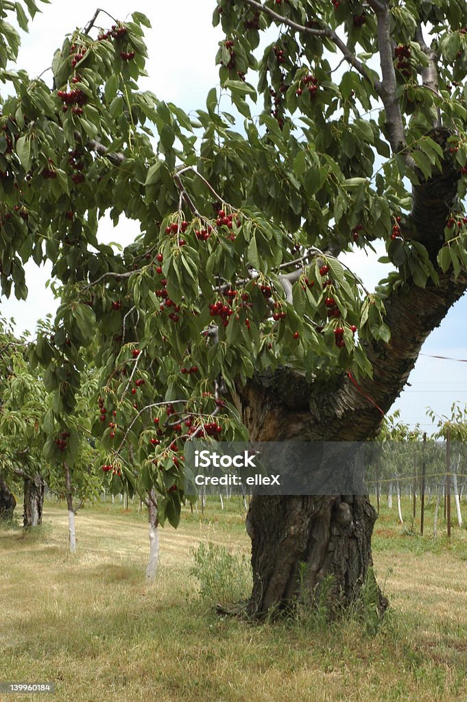 Фрукты laden дерево III - Стоковые фото Без людей роялти-фри