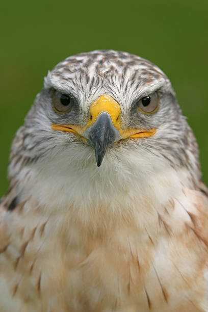 Ferringulus Hawk 590+ Ferruginous Hawk Stock Photos, Pictures & Royalty-Free Images - iStock