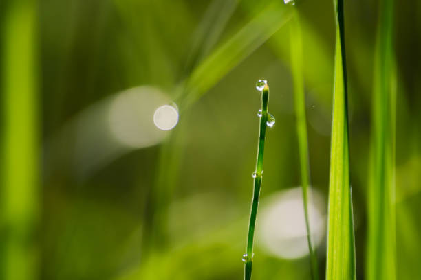 istock Grass with a drop of water. 1399602410