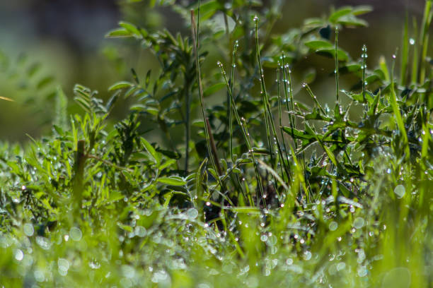 istock Morning grass with dew. End of spring. 1399602605