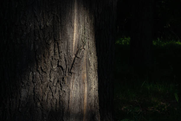 istock Sunlight falls on the trunk of an oak tree. Forest. End of spring. 1399602613