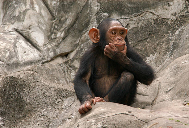 Baby chimpanzee sitting on rocks A little chimpanzee (Pan troglodytes) at Dusit Zoo in Bangkok, Thailand. chimpanzee stock pictures, royalty-free photos & images