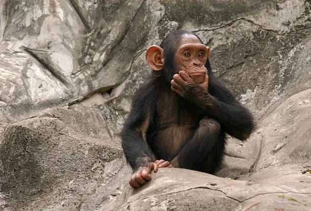 A little chimpanzee (Pan troglodytes) at Dusit Zoo in Bangkok, Thailand.