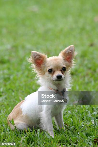 Chihuahua - Fotografie stock e altre immagini di Ambientazione esterna - Ambientazione esterna, Animale, Animale da compagnia