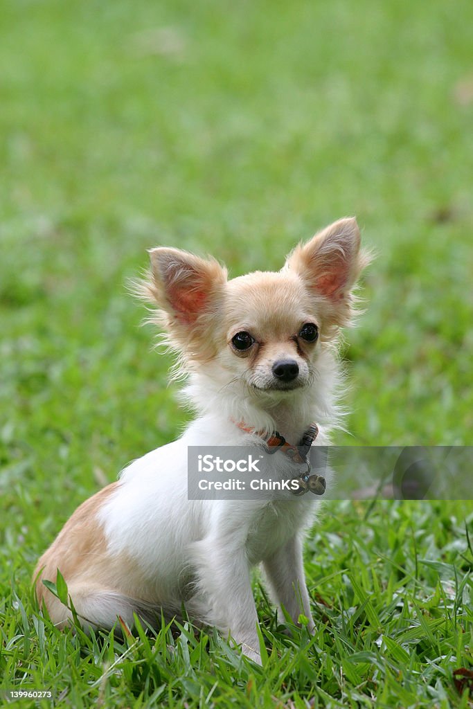 Chihuahua - Royalty-free Animal Foto de stock