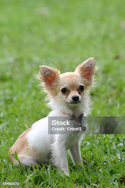 Foto de Chihuahua e mais fotos de stock de Animal - Animal, Animal de estimação, Branco