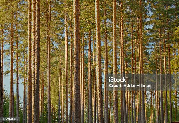 Pine Forest Stockfoto und mehr Bilder von Bildhintergrund - Bildhintergrund, Extremlandschaft, Finnland