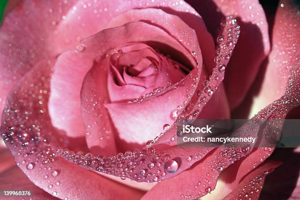 Rose Stock Photo - Download Image Now - Beauty, Beauty In Nature, Close To