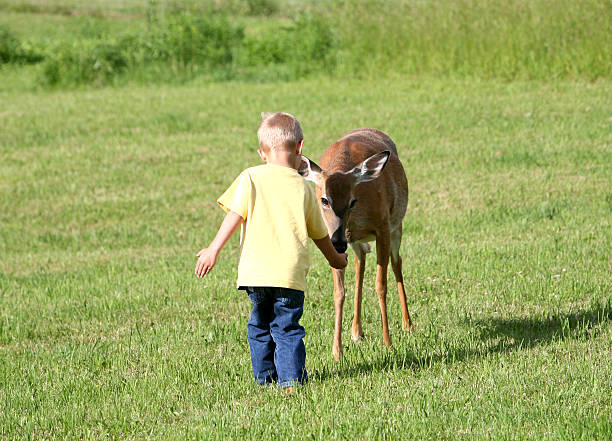 Young Boy feeding whitetail deer young boy child hand feeding whitetail deer noah young stock pictures, royalty-free photos & images