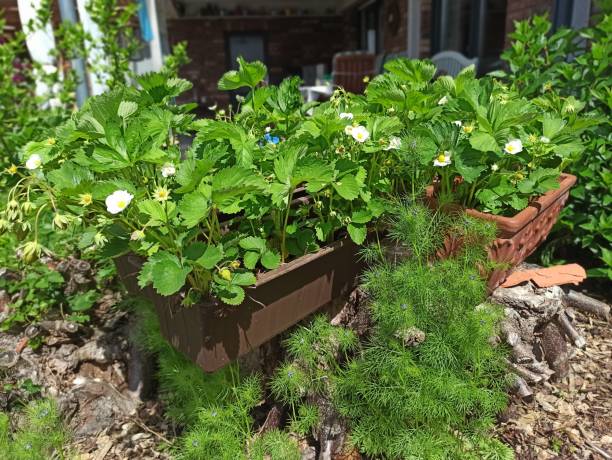 istock Strawberry blooming in a housegarden 1399603922