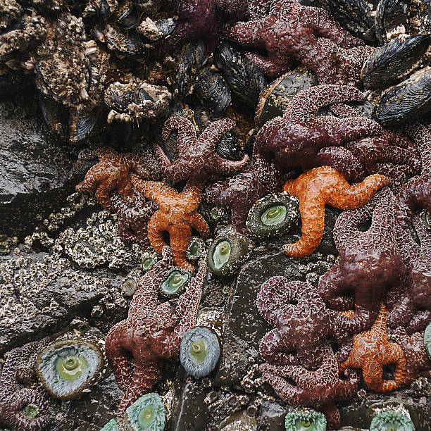 1,200+ Tidepool Starfish Stock Photos, Pictures & Royalty Biology Diagrams