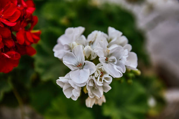 Close-up of white flowers with red flowers next to them