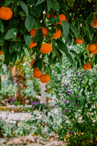 istock Close-up of oranges on an orange tree 1399605641