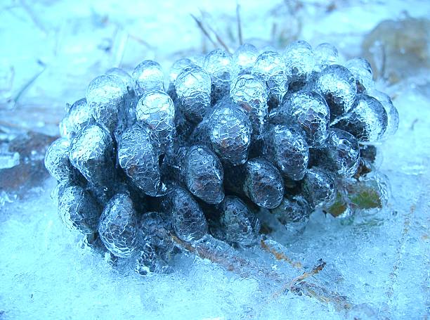 pinecone stock photo