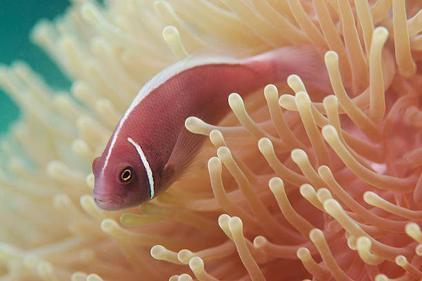 Pink Anemone Fish Pink Anemone Fish off the coast of Koh Tao, Thailand koh tao thailand stock pictures, royalty-free photos & images