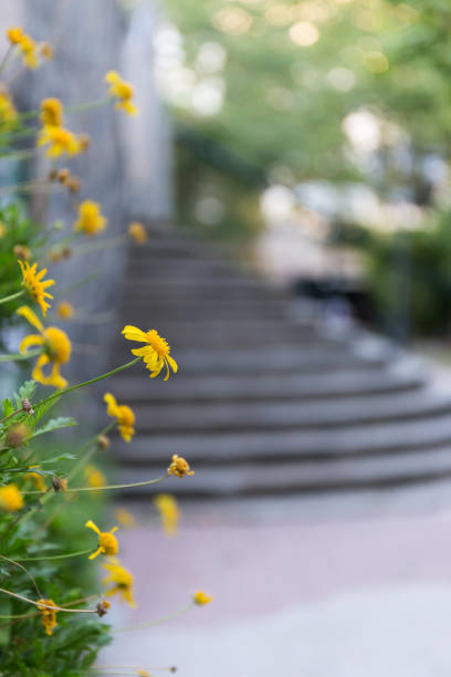 istock Tithonia diversifolia, yellow daisy on wall 1399606754