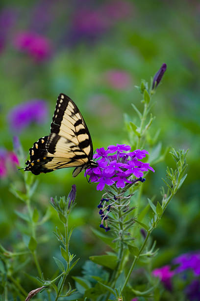 istock Butterfly on Purple Flower 139960683