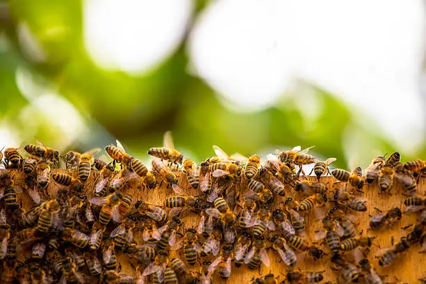 Photo of close-up of a honey bee swarm on a blurred background. Apitherapy