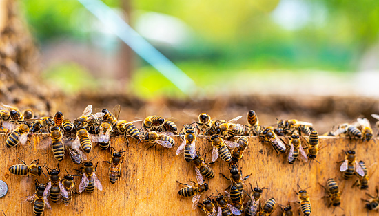close-up of honey bees on the edge of an open wooden beehive on a sunny day, Apitherapy\