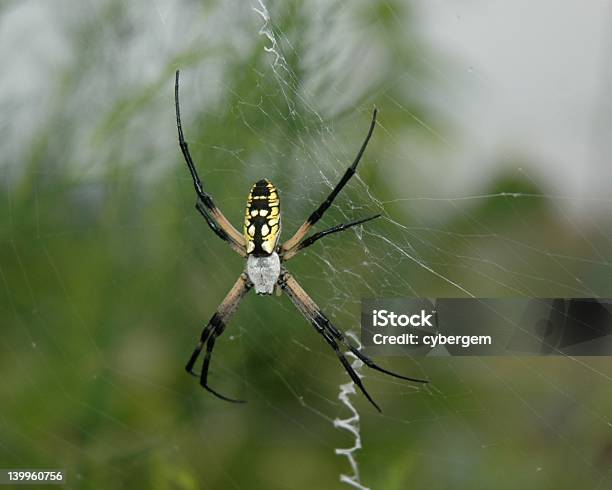 Spider Attack Stock Photo - Download Image Now - Animals Attacking, Animals Hunting, Farm