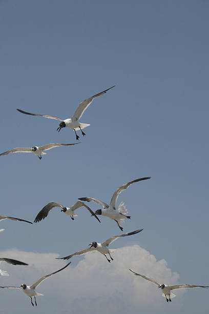 Sea Gulls in Flight Natural Light stock photo