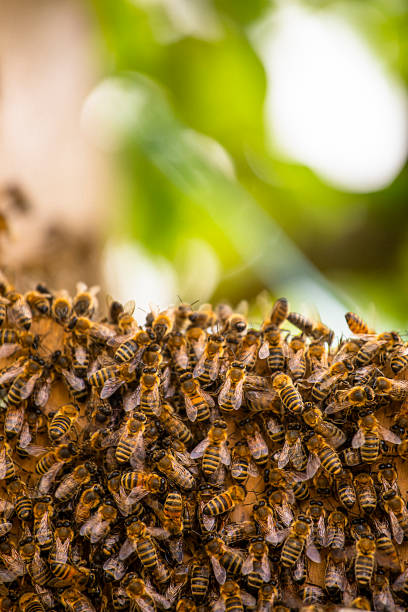 istock close-up of a honey bee swarm on a blurred background. Apitherapy 1399608257