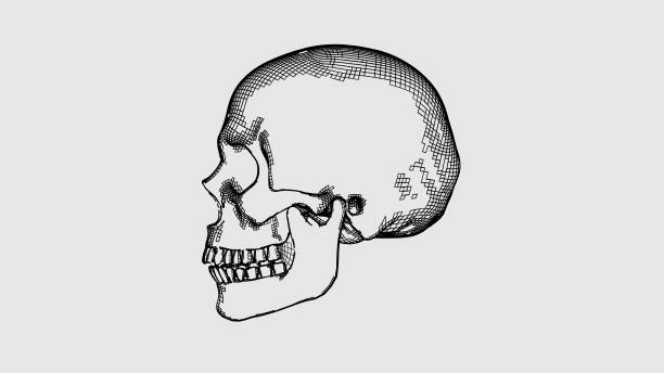 Skull.Classical draw. Imitation of hand drawing. In creating the image is not used plug-ins. This is rendered image.[url=\