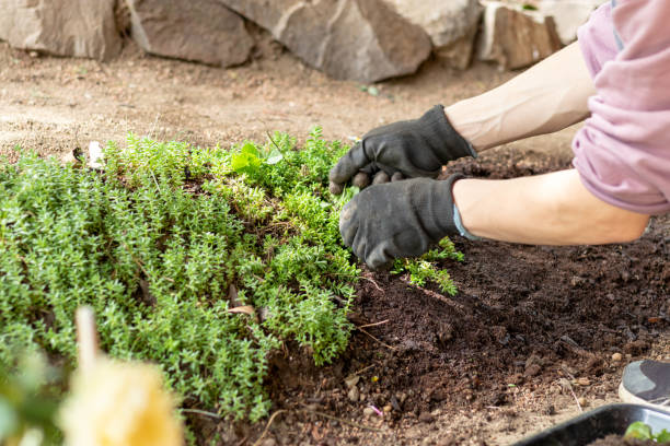 istock Gardener is planting plants in the soil. 1399608830
