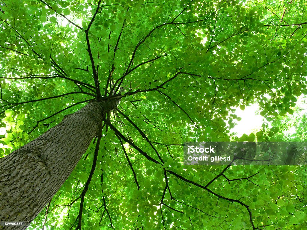 Canopée - Photo de Arbre libre de droits