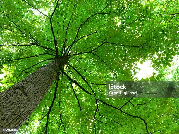 Photo libre de droit de Canopée banque d'images et plus d'images libres de droit de Arbre - Arbre, Bois, Branche - Partie d'une plante