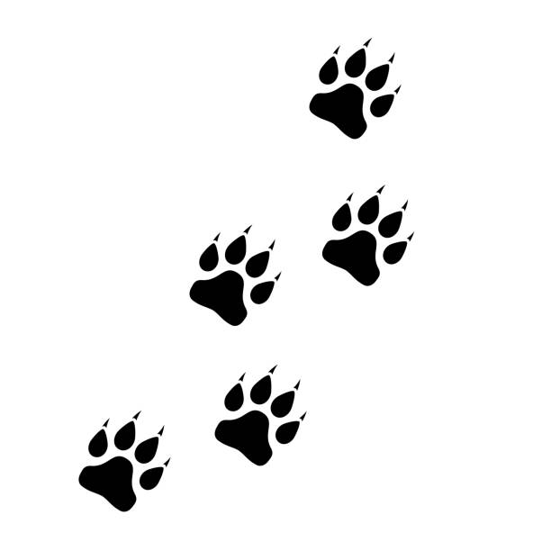 ilustraciones, imágenes clip art, dibujos animados e iconos de stock de animales patas walkway vector icono - paw print animal track dirt track
