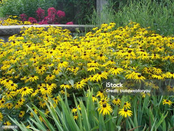 Black Eyed Susan Al Jardín Foto de stock y más banco de imágenes de Aire libre - Aire libre, Amarillo - Color, Escena de tranquilidad