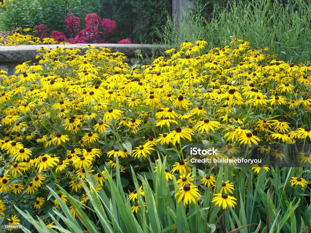 Black Eyed Susan giardino - Foto stock royalty-free di Aiuola