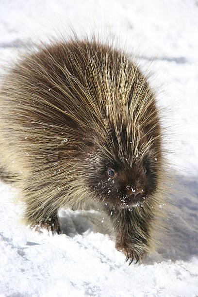istock Porcupine in snow 139960948