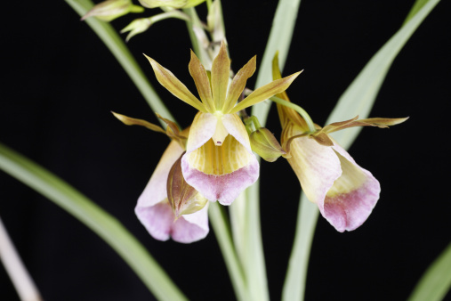 unidentified species of Galeandra orchid, a terrestrial orchid from South America.  Most of the well known orchids grow on trees, but there are many more types of orchids that grow in the soil, known as terrestrial orchids.  You can find them all over North American, Europe and Asia as far north as the artic circle!  - See lightbox for more