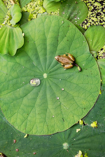 Frog on the leaf of a water lily stock photo