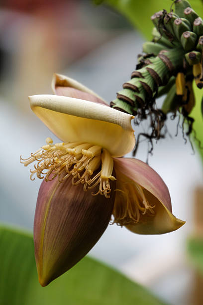 Banana tree flower stock photo