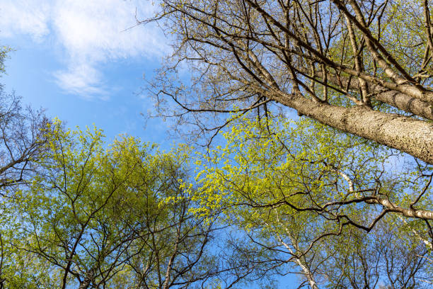 istock bottom view of the tree trunk and the blue clear sky. nature. 1399611653
