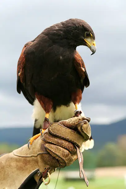 Hawk perched on handlers glove with head arched downward