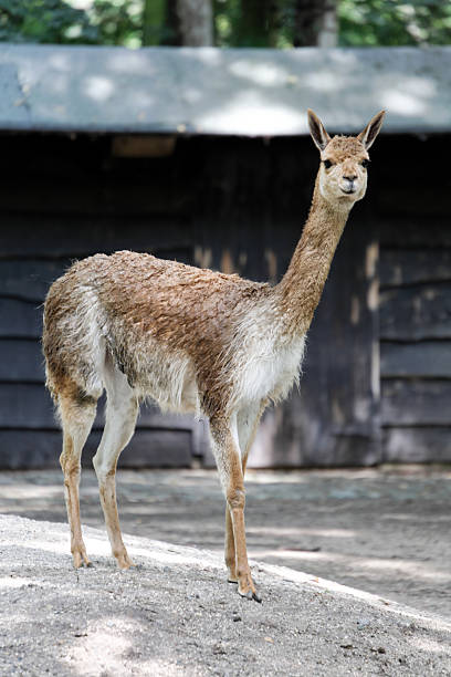 Lama looking straight at the camera stock photo