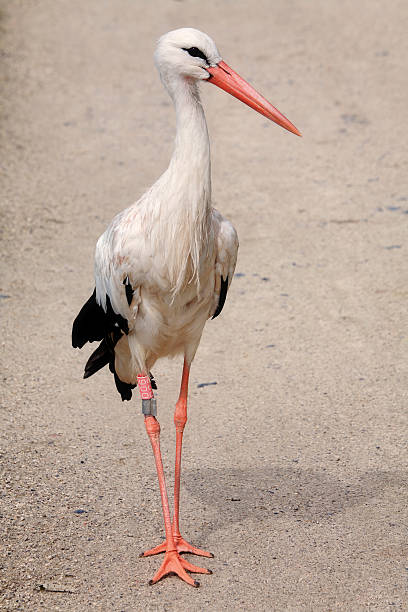 Parading stork stock photo