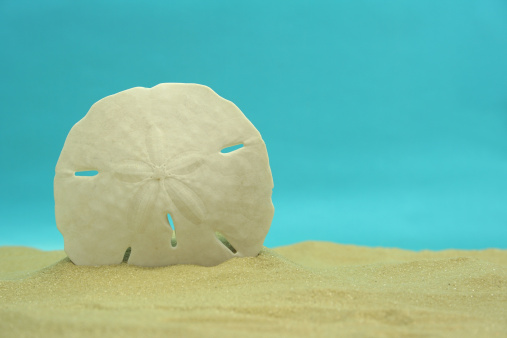 Sand Dollar on Sand With Blue Background