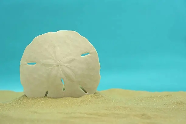 Sand Dollar on Sand With Blue Background