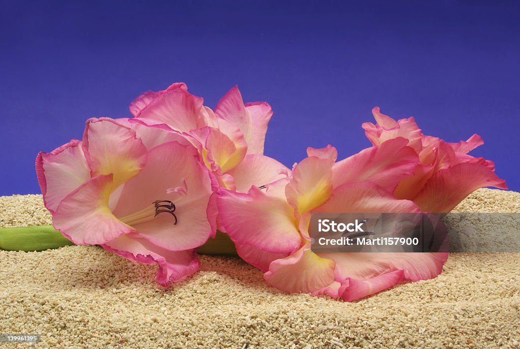 Fiore sulla spiaggia - Foto stock royalty-free di Ambientazione esterna