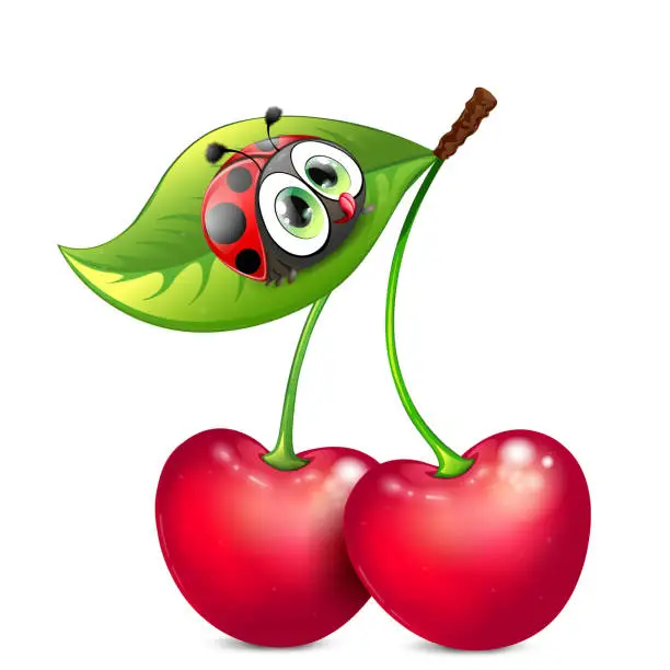 Vector illustration of Cherrys with ladybug on leaf
