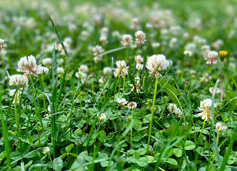Lawn full of green grass and white four leaf clover in blossom. Nature background.