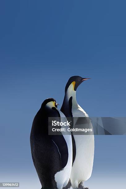 Pingüinos Foto de stock y más banco de imágenes de Acontecimiento - Acontecimiento, Agua helada, Amistad