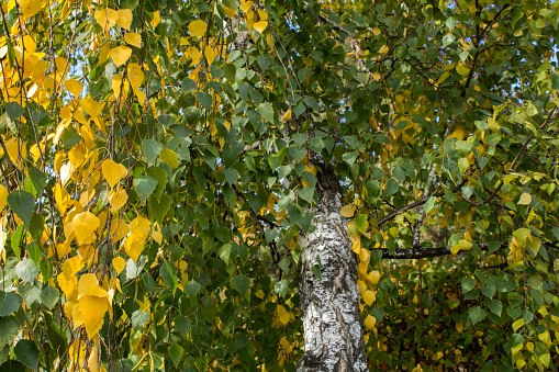 Close-up on birch branches with yellow and green leaves in the forest. Natural autumn background.