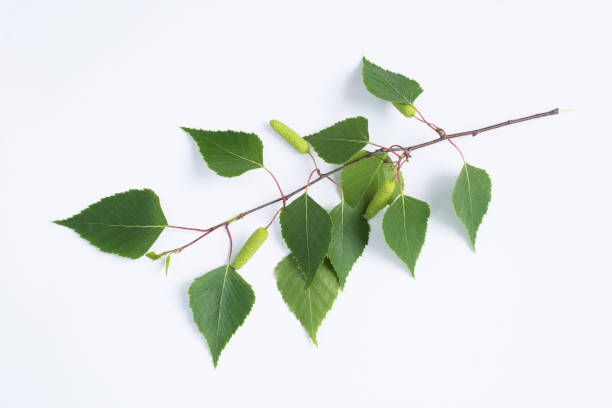 istock Green birch branch on the white background. Close-up. Top view. 1399614136